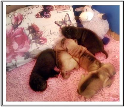 Achtung Sharpei Fan s oder die das Individuelle möchten aufgepasst Wir haben