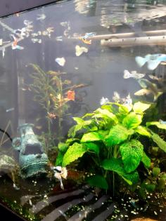 Guppys - Kleine, mittlere und große