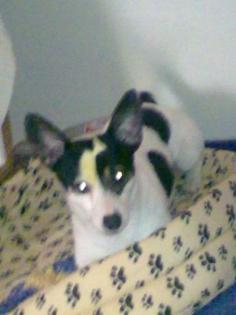 Lieber Familienhund sucht neues liebevolles Zuhause -