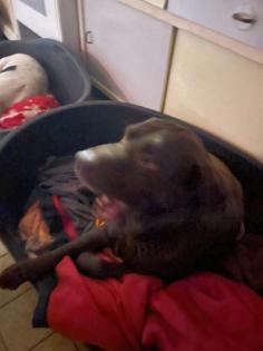 Labrador Retriever