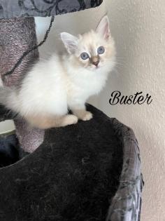 Heilige Birma Kitten / unsere zuckersüßen Wölkchen