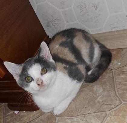 BKH Babykatzen