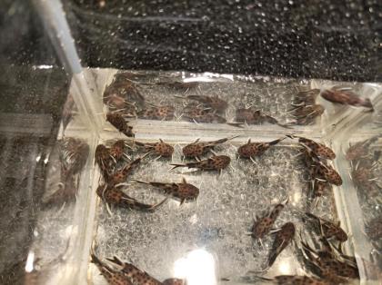 Zwerg-Fiederbartwels Synodontis lucipinnis