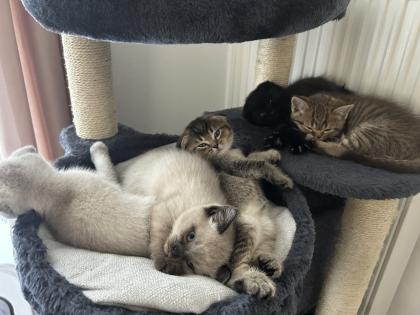 Kitten Abgabebereit