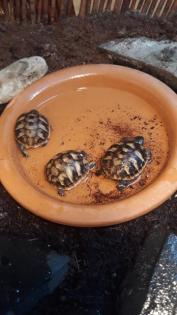 Griechische Landschildkröten NZ 2021