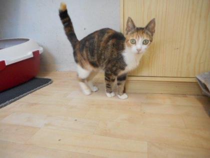 Unsere Katzenmama mit Babys