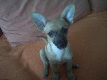 Chihuahua-Rehpinscher-Mischling