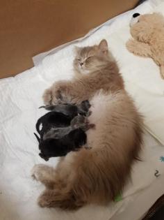 Perser BKH Babys
