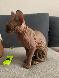 Sphynx katze