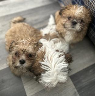 Reinrassige Shi-Tzu Welpen