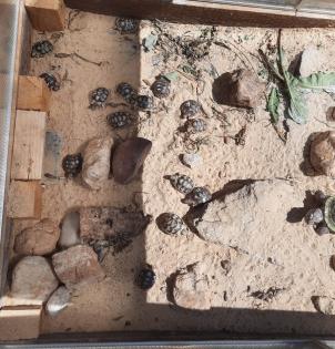 Breitrandschildkröten