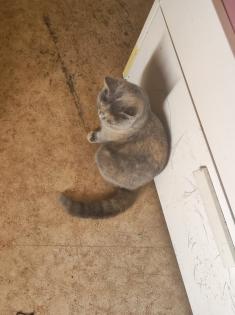 Verkaufe 1 BKh Mädchen und Kater