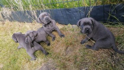 Tolle Cane Corso Welpen