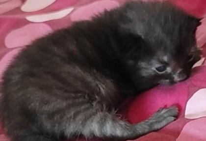 Kitten auf Verhandlungsbasis ab Juli abzugeben