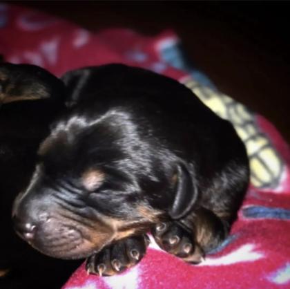Reinrassige Dobermann Welpen