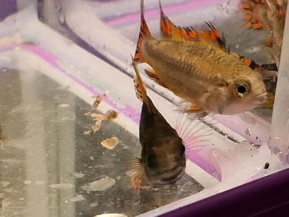 Kakadu Zwergbuntbarsch Pärchen 20 Euro