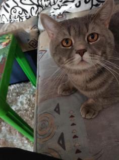 Britisch-Kurzhaar-Katzenbabys