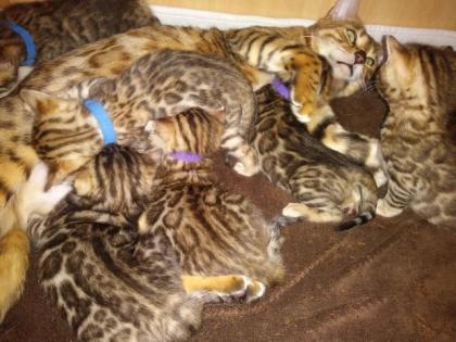 Bengalkitten Katze Kater mit Stammbaum