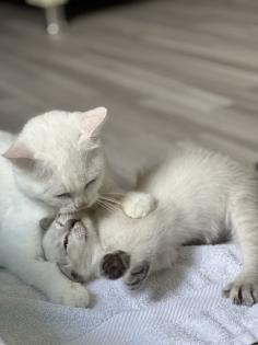 Türkische Angora Kitten suchen liebevolles Zuhause