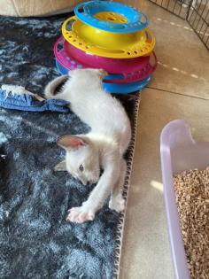 Peterbald Kitten suchen ein schönes Zuhause