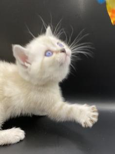 BKH-Kitten- Weibchen-Stammbaum