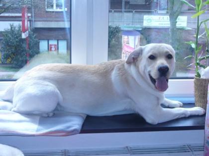 Liebe hund