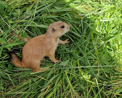 Präriehunde Jungtiere Erdhörnchen von 2024