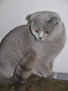 British Kurzhaar/ Scottish Fold Lilac Deckkater mit Stammbaum
