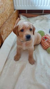 Unsere süßen Labrador Welpen