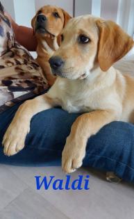 Unsere süßen Labrador Welpen