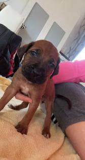 Rhodesian Ridgeback welpen