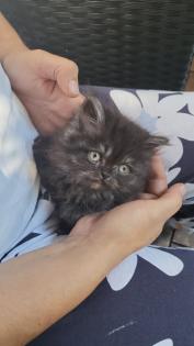 Perserkitten sucht ein neues haus