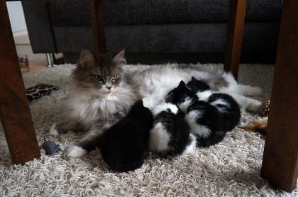Maine-Coon/Perser/ Hauskatze