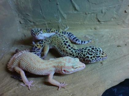 Leopardgecko Adult