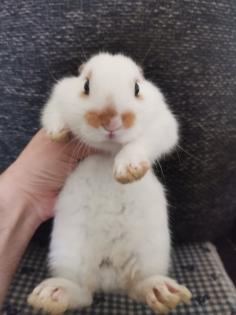 3 susse baby Kaninchen