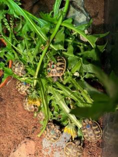 Nachzuchten Griechische Landschildkröten THB-2024 abzugeben