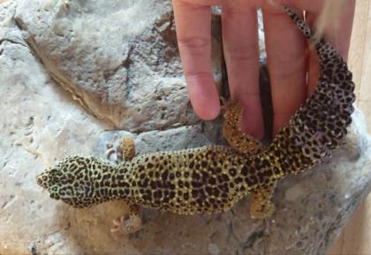 5 Leopardgecko Weibchen abzugeben