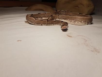 Königspython Python Regius 1. 0 Spider