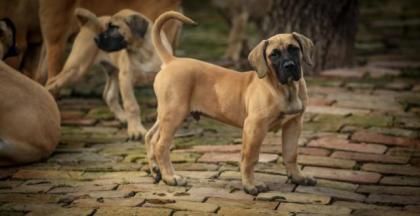 PRESA CANARIO WELPEN
