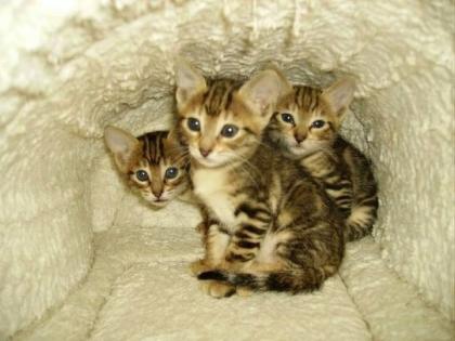 Sokoke wunderschöne Katzenbabys