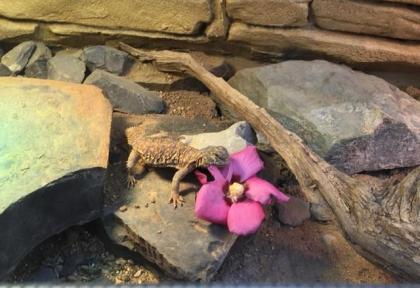 Biete Geyrsche Dornschwanzagame 0. 1 Uromastyx geyri gelb DNZ 2 Jahre alt