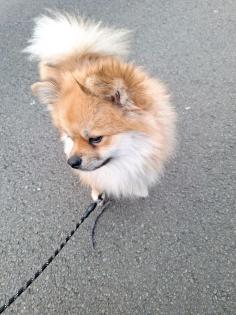 Spitz zum Decken