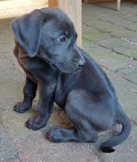 Ridgeback Labrador Welpen