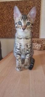 Bengal kitten zur Abgabe bereit