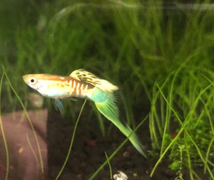 Endler Guppy Pärchen blond, bunt filigran Untenschwert .