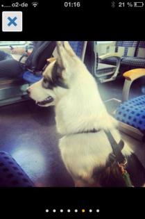 Wunderschöner Husky Mischling