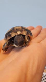 Griechische Landschildkröten Nachzuchten 21