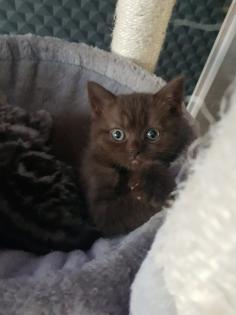 BKH Kitten Britisch Kurzhaar
