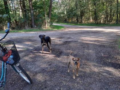 Hundebetreuung und Tier- und Haussitting