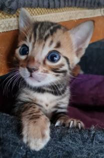 Wunderschöne Bengal Kitten, Mini Leoparden